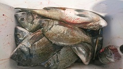 まこと渡船 釣果