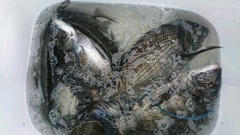 まこと渡船 釣果