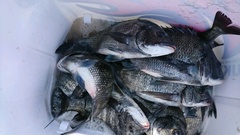 まこと渡船 釣果