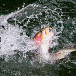 小菅トラウトガーデン 釣果