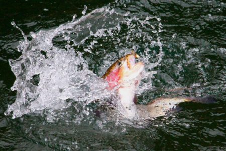 小菅トラウトガーデン 釣果