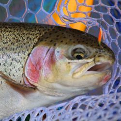 小菅トラウトガーデン 釣果