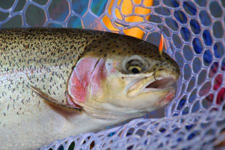 小菅トラウトガーデン 釣果