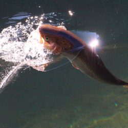 小菅トラウトガーデン 釣果