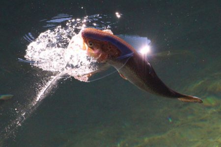 小菅トラウトガーデン 釣果