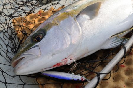 クルーズ 釣果