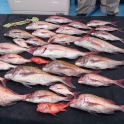海晴丸 釣果