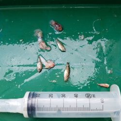 遊漁船 ニライカナイ 釣果