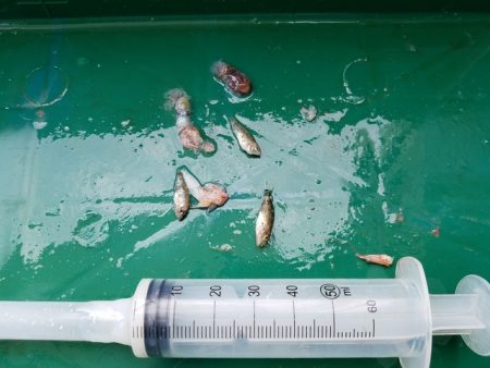 遊漁船 ニライカナイ 釣果