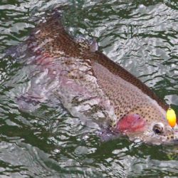 小菅トラウトガーデン 釣果