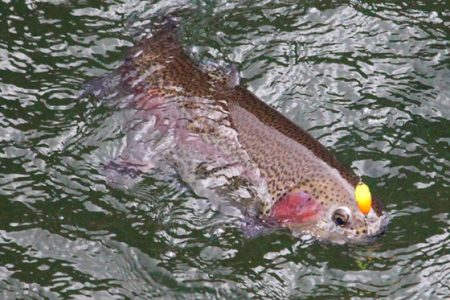 小菅トラウトガーデン 釣果