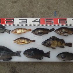 のとじま臨海公園海づりセンター 釣果