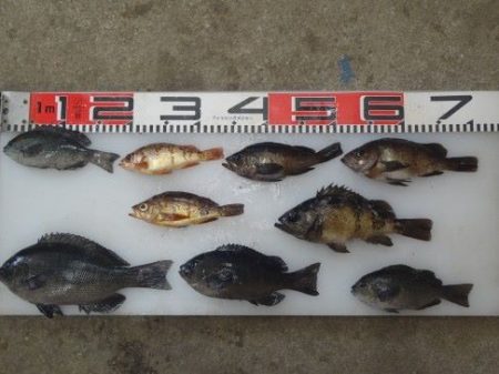 のとじま臨海公園海づりセンター 釣果