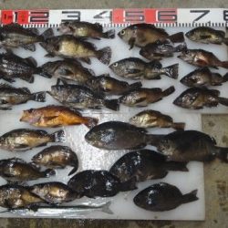 のとじま臨海公園海づりセンター 釣果