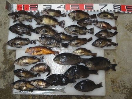 のとじま臨海公園海づりセンター 釣果