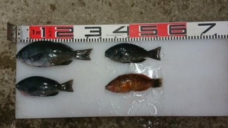 のとじま臨海公園海づりセンター 釣果