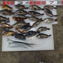 のとじま臨海公園海づりセンター 釣果