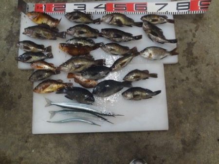 のとじま臨海公園海づりセンター 釣果