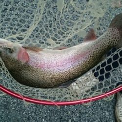 フィッシングエリア帝釈 釣果