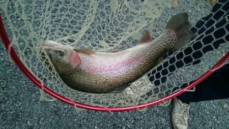 フィッシングエリア帝釈 釣果