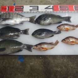 のとじま臨海公園海づりセンター 釣果