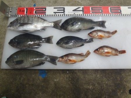 のとじま臨海公園海づりセンター 釣果