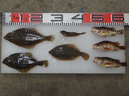 のとじま臨海公園海づりセンター 釣果