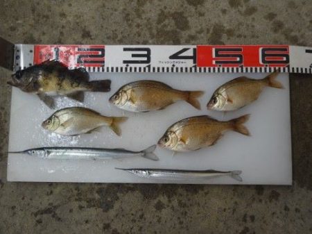 のとじま臨海公園海づりセンター 釣果