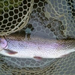 フィッシングエリア帝釈 釣果