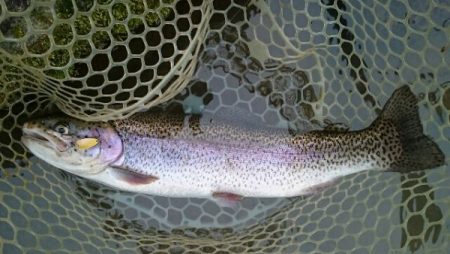 フィッシングエリア帝釈 釣果