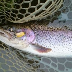 フィッシングエリア帝釈 釣果