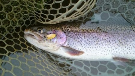 フィッシングエリア帝釈 釣果