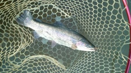 フィッシングエリア帝釈 釣果