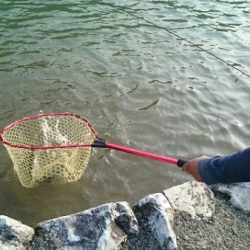 フィッシングエリア帝釈 釣果