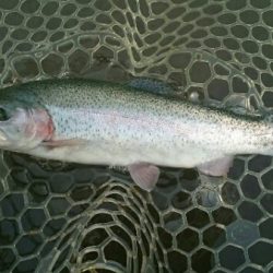 フィッシングエリア帝釈 釣果