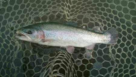 フィッシングエリア帝釈 釣果