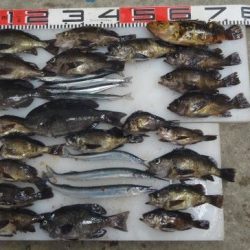 のとじま臨海公園海づりセンター 釣果