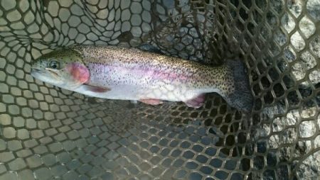 フィッシングエリア帝釈 釣果