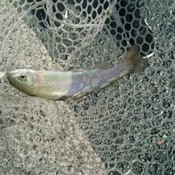 フィッシングエリア帝釈 釣果