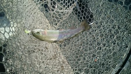 フィッシングエリア帝釈 釣果