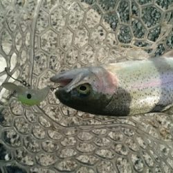 フィッシングエリア帝釈 釣果