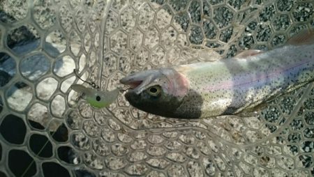 フィッシングエリア帝釈 釣果