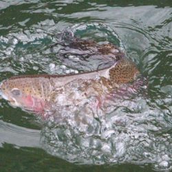 小菅トラウトガーデン 釣果