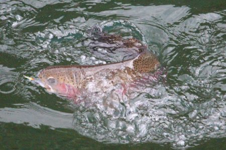 小菅トラウトガーデン 釣果