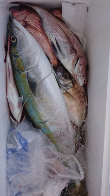 海晴丸 釣果
