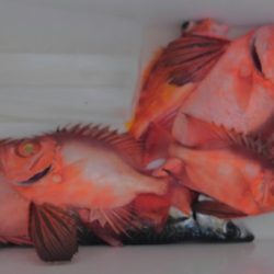 遊漁船 新鋭丸 釣果