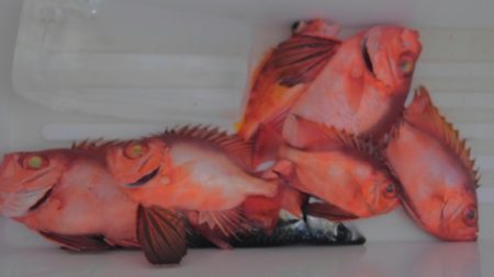 遊漁船 新鋭丸 釣果