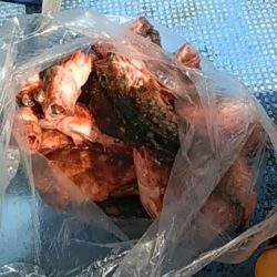 フィッシングガイド りょう 釣果