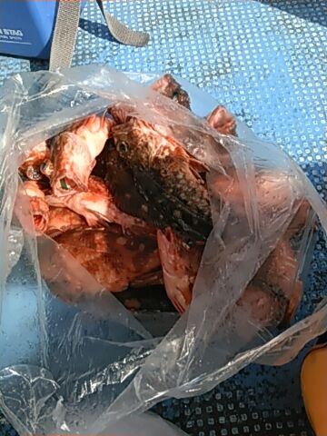 フィッシングガイド りょう 釣果