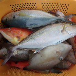 フィッシングハウス伊藤 釣果